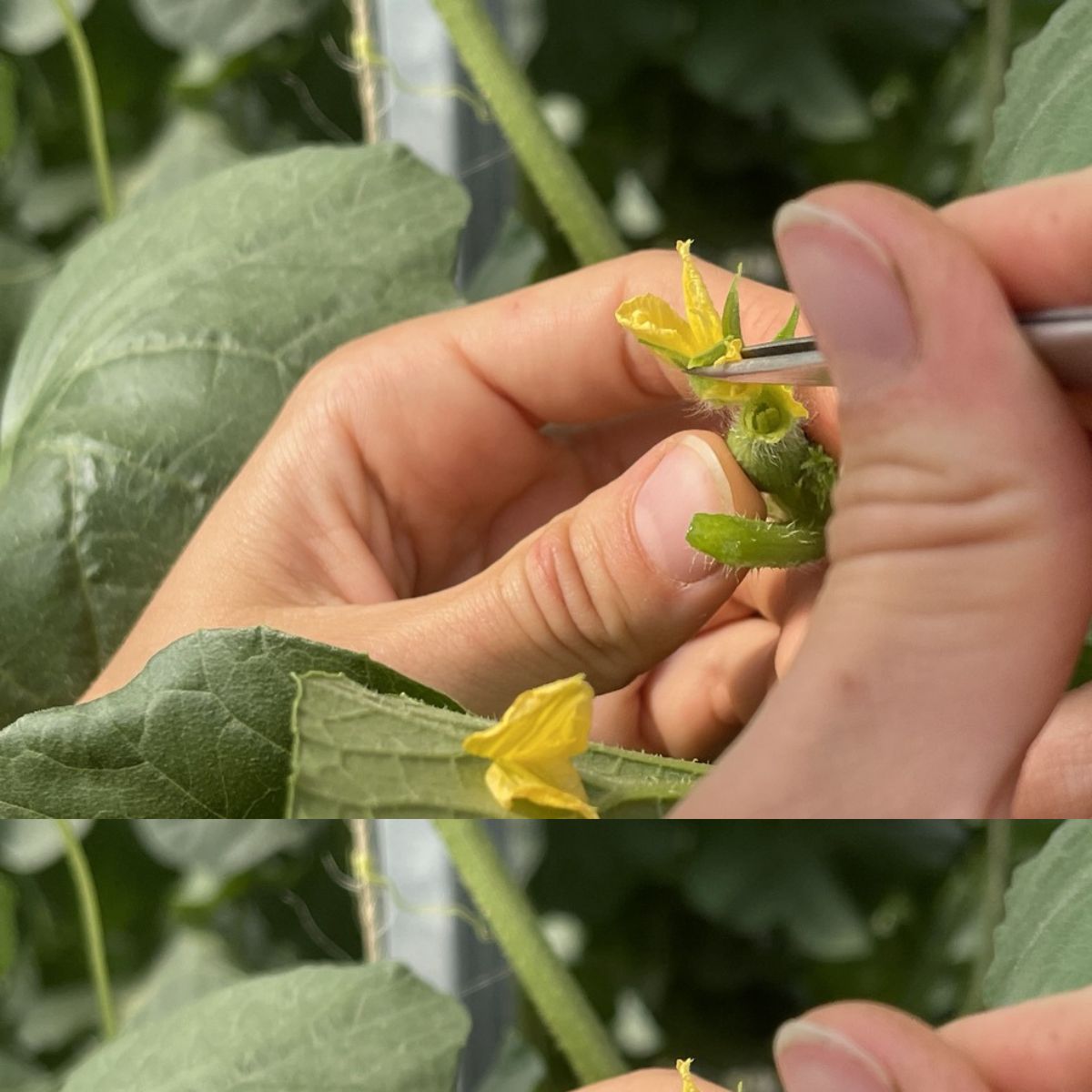 Castration de fleur de melon pour hybridation